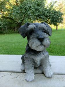 Schnauzer