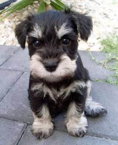 Schnauzer