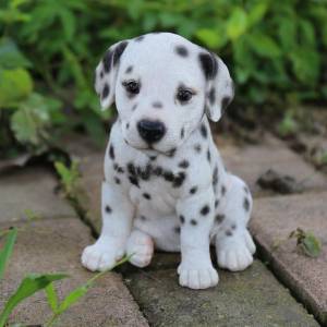 Dalmata