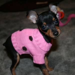 Pinscher Zero Macho