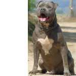 American Staffordshire Terrier Cachorros Santarm Alpiara