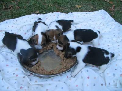 Beagle Lindos Filhotes de Treze polegadas