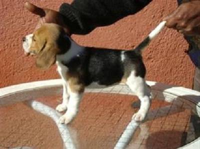 Beagle Lindos Filhotes de Treze polegadas