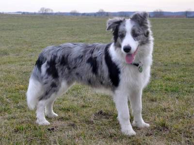 Border Collie