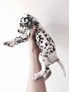 Filhotes de Dalmata