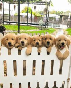 Filhotes de Golden