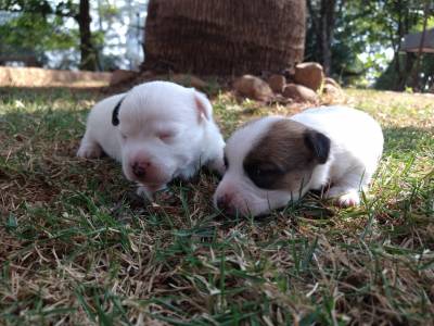 Filhotes de Jack Russel