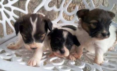 Papillon filhote macho disponvel