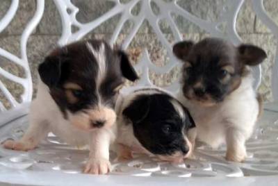 Papillon filhote macho disponvel