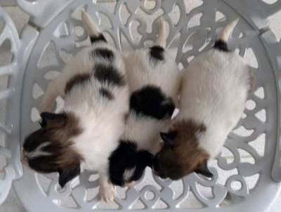 Papillon filhote macho disponvel