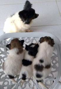 Papillon filhote macho disponvel