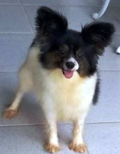 Papillon filhote macho disponvel