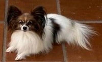 Papillon filhote macho disponvel