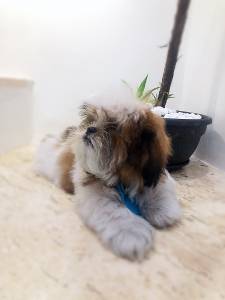 Filhote de Shih Tzu macho