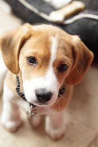 Filhotes Jack Russel