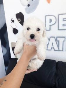 Poodle Fmea Promoo