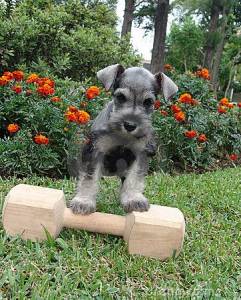 Schnauzer Sal e Pimenta