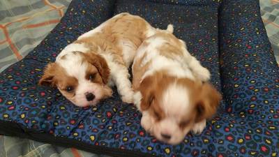 Cavalier King Charles Spaniel filhotes machos e fêmeas Cavalier King Charles Spaniel filhotes machos e fêmeas