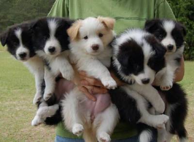 Filhotes de Border Collie