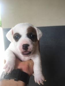 Jack Russel - Fmeas disponvel