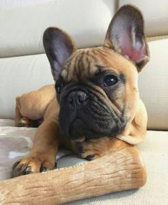 Bull Dogue Francs- Lindos filhotes