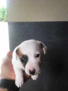 Jack Russel - Fmeas disponvel