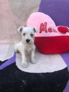 Schnauzer Miniatura - macho e fmea disponvel