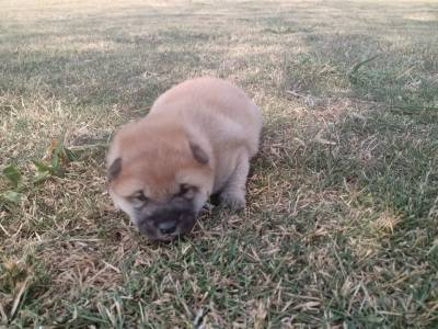 Shiba Inu - Fmea a pronta entrega