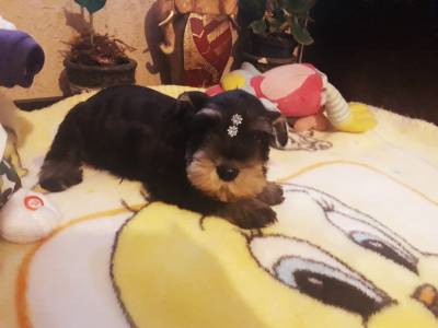 Schnauzer Miniatura - Filhotes disponvel