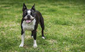 Boston Terrier