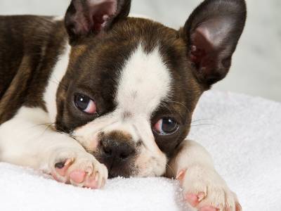 Boston Terrier