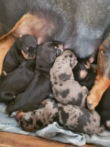 Filhotes Dachshund - Teckel - Salsicha