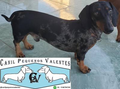 Filhotes Dachshund - Teckel - Salsicha