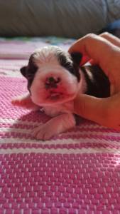 Boston Terrier - Fmeas disponvel