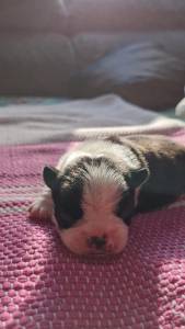 Boston Terrier - Fmeas disponvel