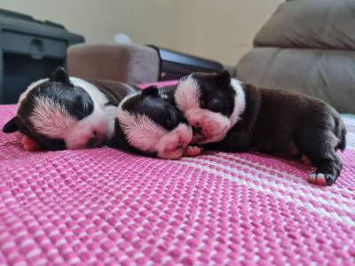 Boston Terrier - Fmeas disponvel