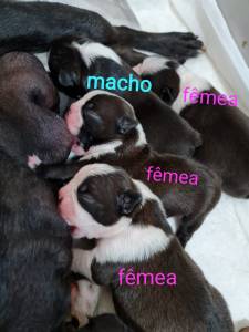 Boston Terrier - Fmeas disponvel