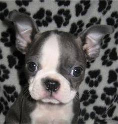 Boston Terrier