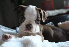 Boston Terrier