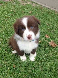 Border Collie