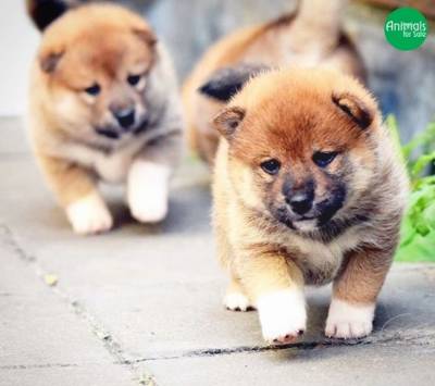 Shiba Inu - Filhotes disponvel