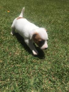 Jack Russel - Fmea disponvel