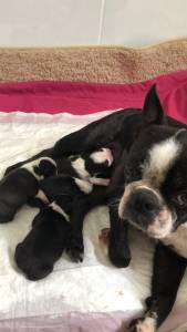 Boston Terrier - Fmeas disponvel