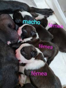 Boston Terrier - Fmeas disponvel