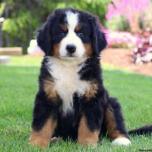 Bernese Mountain - Filhotes disponvel