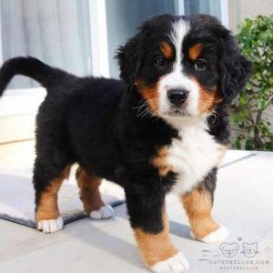 Bernese Mountain - Filhotes disponvel