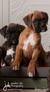 Boxer - Filhotes disponvel