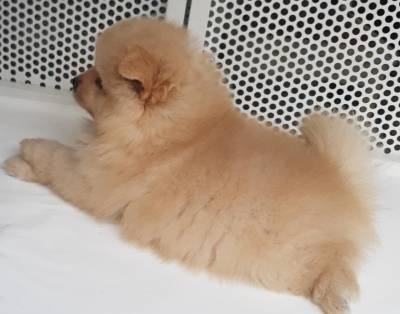 spitz alemo ano lulu da pomerania s machos laranja creme black end tam entrego hoje chama no zap