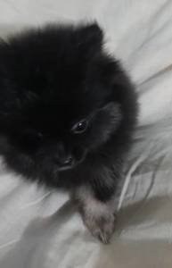 spitz alemo ano lulu da pomerania s machos laranja creme black end tam entrego hoje chama no zap