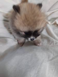 spitz alemo ano lulu da pomerania s machos laranja creme black end tam entrego hoje chama no zap